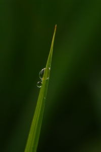 Close-up of insect on grass