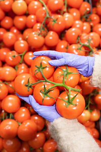 Woman hands in medical rubber gloves chooses red ripe tomatoes on twig in supermarket.