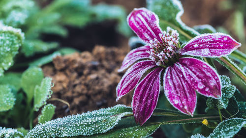 Close-up of pink flower