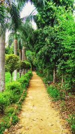 Footpath leading to palm trees