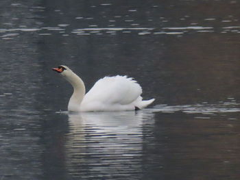 Swan swimming in lake