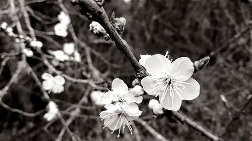 Close-up of white flowering plant