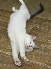 High angle view of cat lying on floor