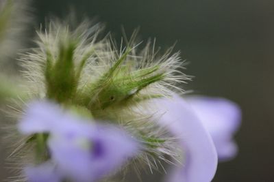 Close-up of white dandelion flower