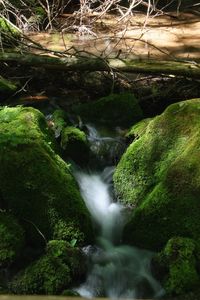 Stream flowing through rocks in forest