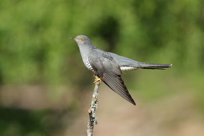 Close-up of bird perching