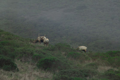 Tule elk grazing on a foggy mountain 