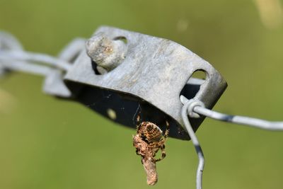 Close-up of rusty barbed wire on fence