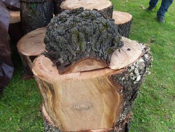 High angle view of tree trunk on field