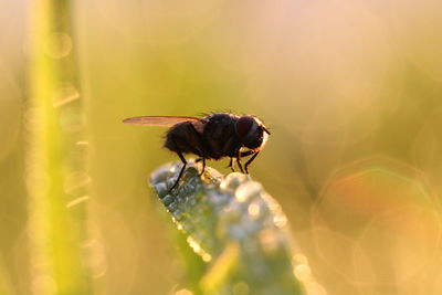 Close-up of bee pollinating on flower