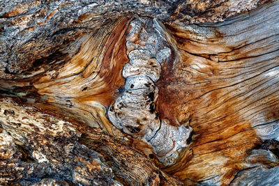 Full frame shot of tree trunk