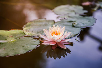 Close-up of lotus in lake