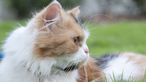 Close-up of cat looking away