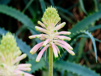 Close-up of plant