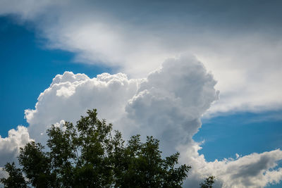 Low angle view of tree against sky