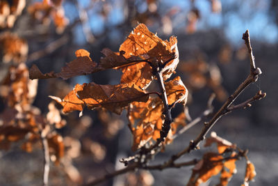 Close-up of dry leaf on tree during winter