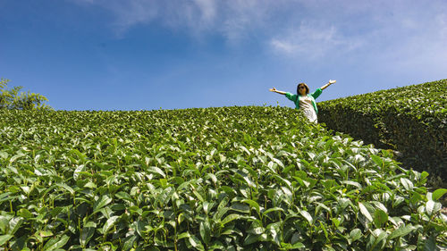 Scenic view of tea trees field against sky