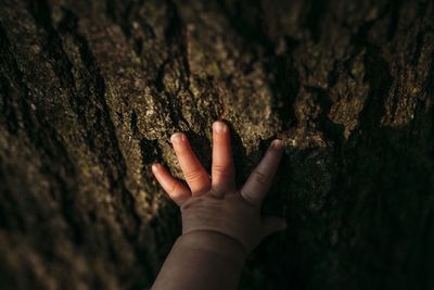 Close-up of hand touching tree trunk