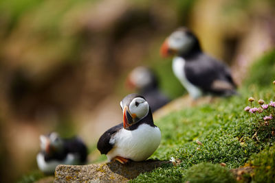 Puffin birds on the saltee islands in ireland, fratercula arctica