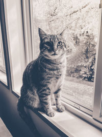 Portrait of cat sitting on window sill