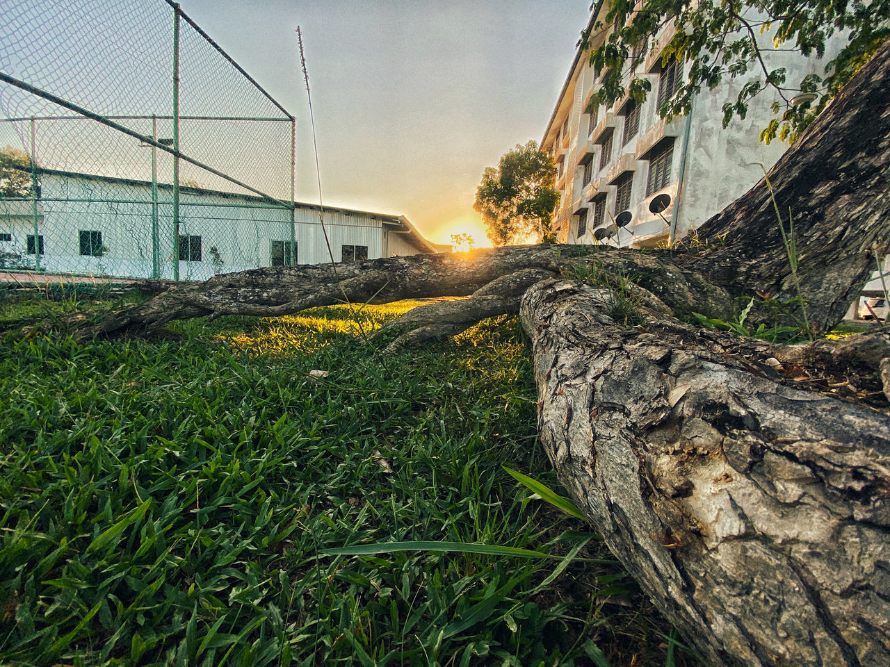 PLANTS AND BUILDINGS ON FIELD AGAINST SKY