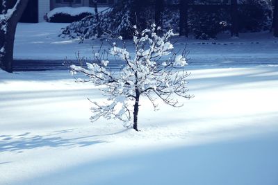 Close-up of frozen tree against sky during winter