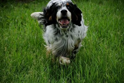 Portrait of dog running on grass