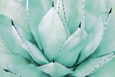 Succulent trendy mint color front view close up, natural background. toned