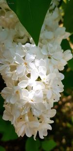 Close-up of white flowering plant