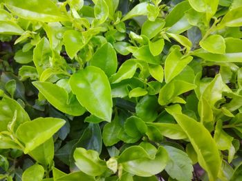 Full frame shot of fresh green plants