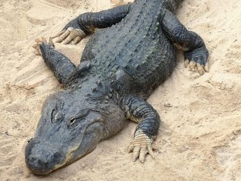 High angle view of crocodile lying on sand
