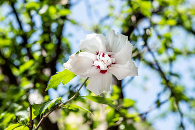 Low angle view of white cherry blossom tree