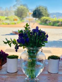 Close-up of potted plant on table