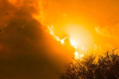 Low angle view of silhouette trees against orange sky