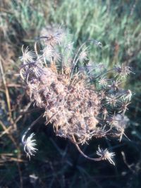 Close-up of flower plant