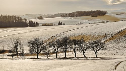 Trees on snowy landscape during winter