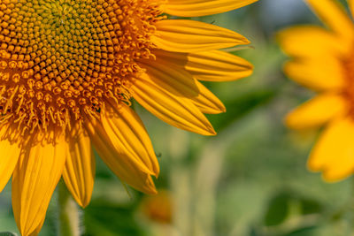 Close-up of sunflower