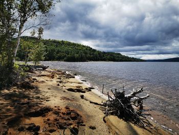 Driftwood on beach against sky