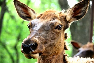 Close-up portrait of deer