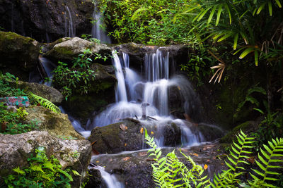 Close-up of waterfall along plants