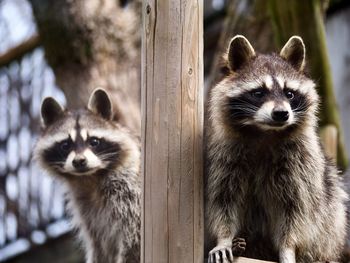 Close up of two raccoons on alert 