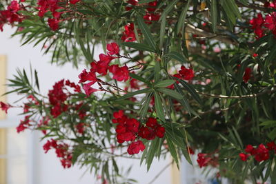 Close-up of red flowering plant