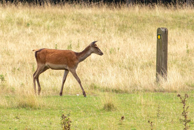 Side view of horse running on field