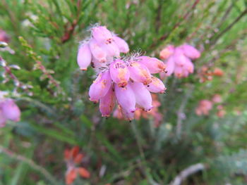 Close-up of pink flowering plants in park