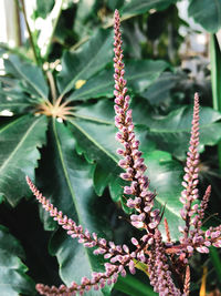 Close-up of flowering plant