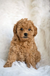 Portrait of cute puppy poodle 