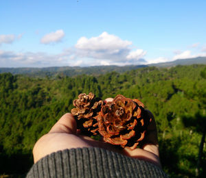 Cropped hand holding pine cones against trees