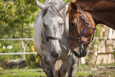 Horse standing in ranch