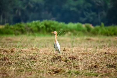 The cattle egret is a cosmopolitan species of heron  found in the tropics, subtropics,