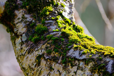 Tree and moss